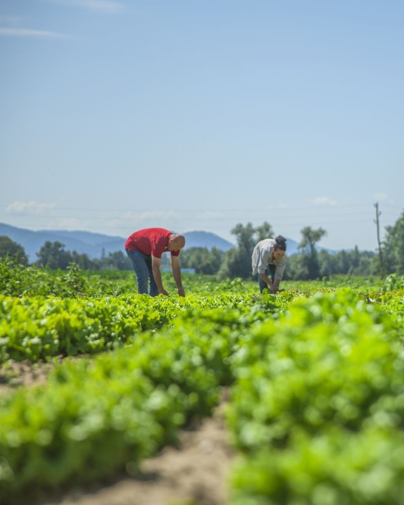 Productor del sector agropecuario