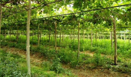 Claves para enfrentar el estrés en la uva de mesa durante la campaña