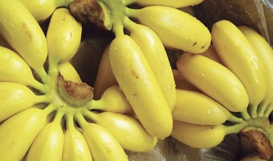 Ecuador: Baby banana se posiciona como protagonista de la agroexportación
