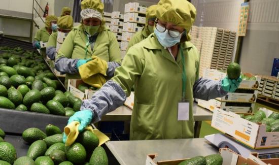 Exportación de palta peruana se mantiene estable en julio pese a caída del volumen embarcado