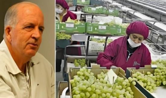 Ica concentró el 50% de las exportaciones de uva de mesa en la campaña 2025/2026
