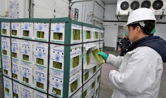 Mangos y espárragos frescos concentraron el 58.66% del volumen total exportado vía aérea
