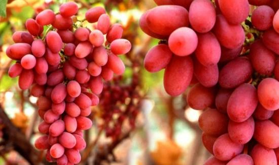 Mercado norteamericano, producción en el sur y norte, y variedades sin semilla: las fortalezas de la campaña de uva peruana