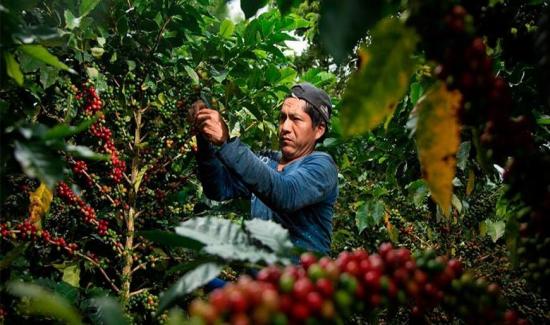 Organizaciones del VRAEM comercializan 40 toneladas de café a Olam Agro Perú