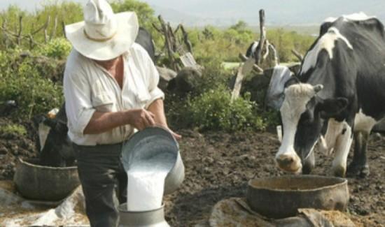 Producción peruana de leche fresca alcanza las 2.2 millones de toneladas al año