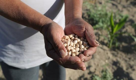 Producción peruana de legumbres alcanzó las 350 mil toneladas en 2025