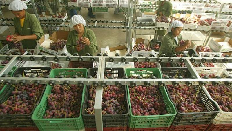 'AGROINDUSTRIAL BETA' CASI DUPLICARÁ CAMPOS DE UVA ESTE AÑO 
