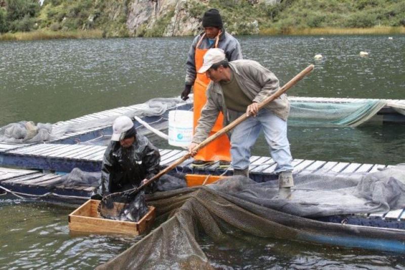 'CONSUME TRUCHA, CONSUME PERÚ - 2015' GENERARÁ VENTAS POR MÁS DE S/. 34 MILLONES