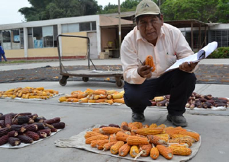 'GARANTIZAREMOS MEJOR PRODUCCIÓN DE MAÍZ AMARILLO DURO CON HÍBRIDOS TRIPLES'