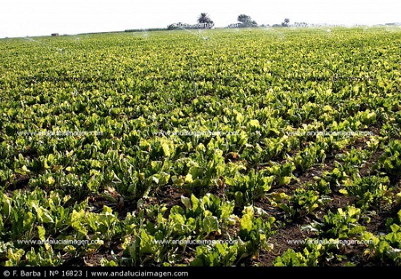 LA REGIÓN DEBE SER DECLARADA EN EMERGENCIA PARA APLICAR EL SEGURO AGRARIO