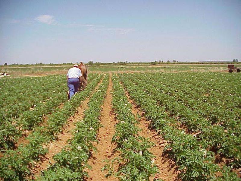 “CONCENTRACIÓN DE TIERRA NO ES ÚNICO FACTOR DE ECONOMÍAS DE ESCALA”