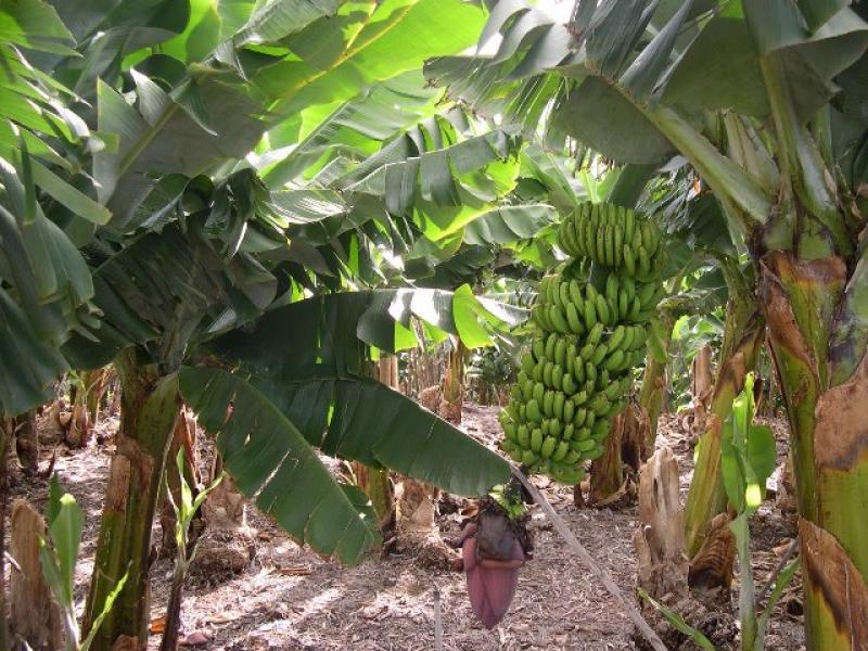 “PAGAN MÁS DEL DOBLE POR CAJA DE BANANO ORGÁNICO QUE POR EL CONVENCIONAL”