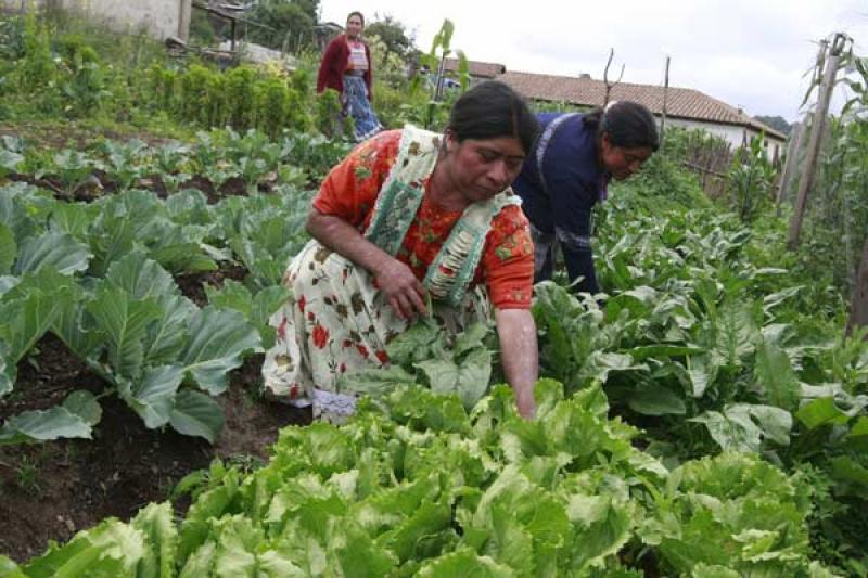 “SEGURIDAD ALIMENTARIA DEBE SER PRIORIDAD DEL GOBIERNO”