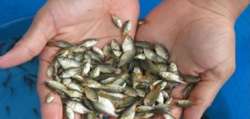 11 comunidades nativas de Loreto se benefician con 40.000 alevinos de peces amazónicos