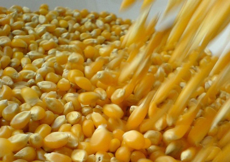 1,2 MILLÓN DE TONELADAS DE MAIZ AMARILLO TRANSGÉNICO INGRESÓ AL PERÚ