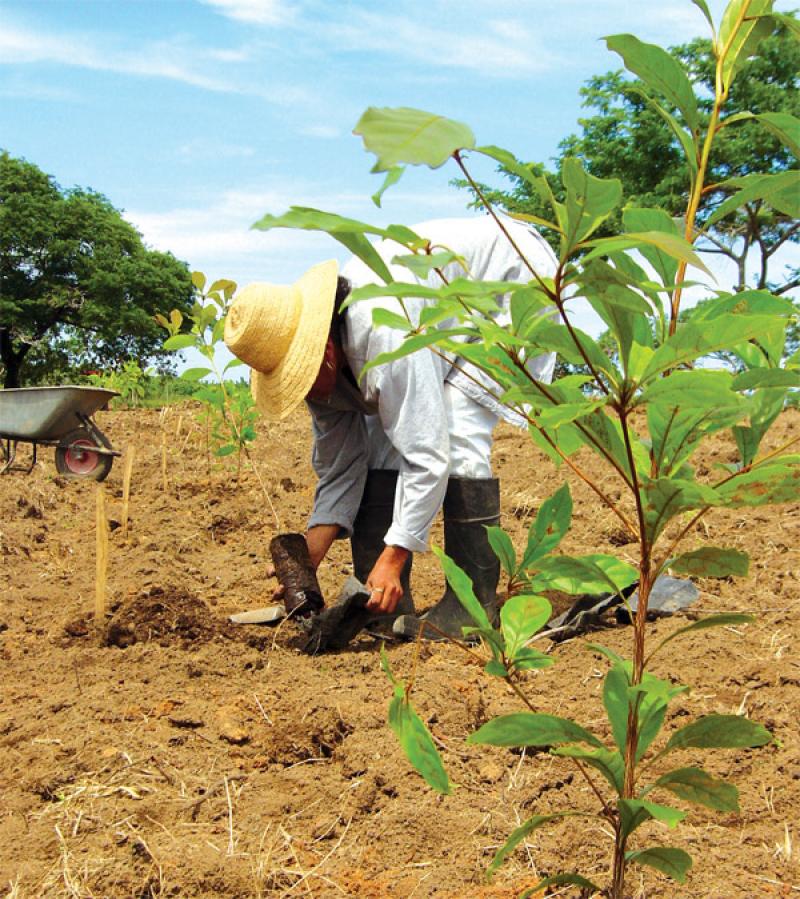 19% DE LOS GEI QUE EMITE PERÚ CORRESPONDEN A LA AGRICULTURA