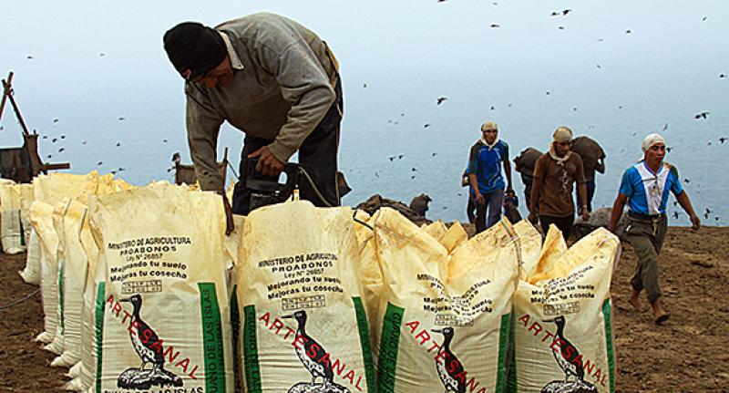 23 mil toneladas de guano de isla serían distribuidas este año