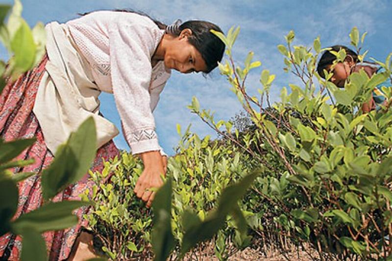 30% DE LA FUERZA LABORAL EN EL CAMPO NO ERA REMUNERADA 