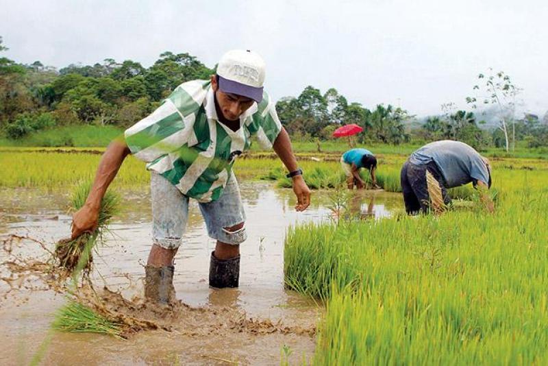 30% DE LA PRODUCCIÓN ARROCERA EN PERÚ SE PERDERÍA POR FENÓMENO EL NIÑO