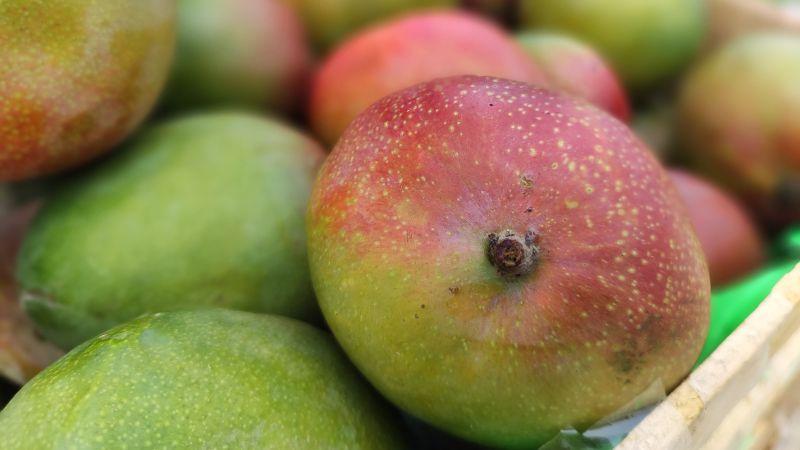 30 toneladas de mango kent de Lambayeque fueron comercializados en Huancayo