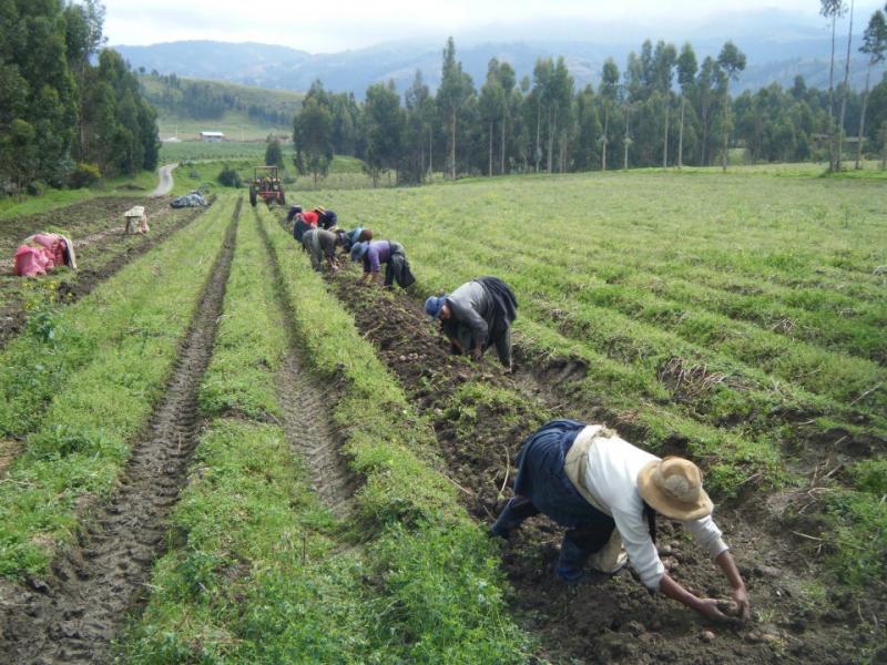 40% DE LA PRODUCCIÓN DE ALIMENTO SE PIERDE POR PLAGAS Y ENFERMEDADES