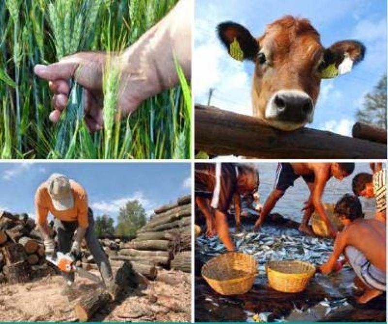 50% DE PRODUCTORES AGRÍCOLAS TAMBIÉN SON GANADEROS Y PESCADORES