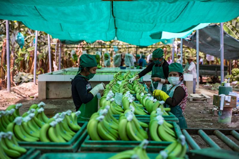 8.850 agricultoras de comunidades campesinas del Perú se empoderan como líderes de cadenas productivas