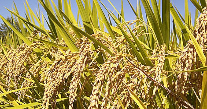 800 TM DE ARROZ SE DEJARÍAN DE PRODUCIR EN ESTA CAMPAÑA