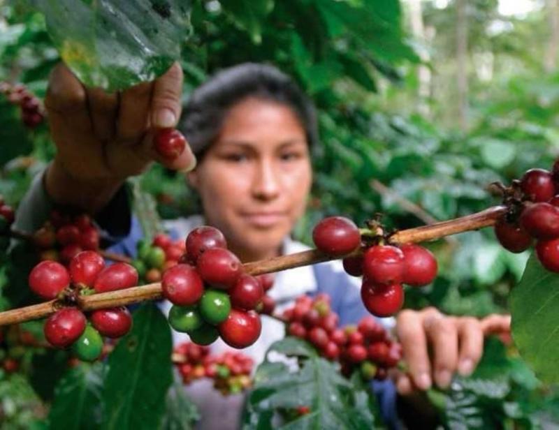 83.6% de trabajadoras en macrorregión oriente son informales