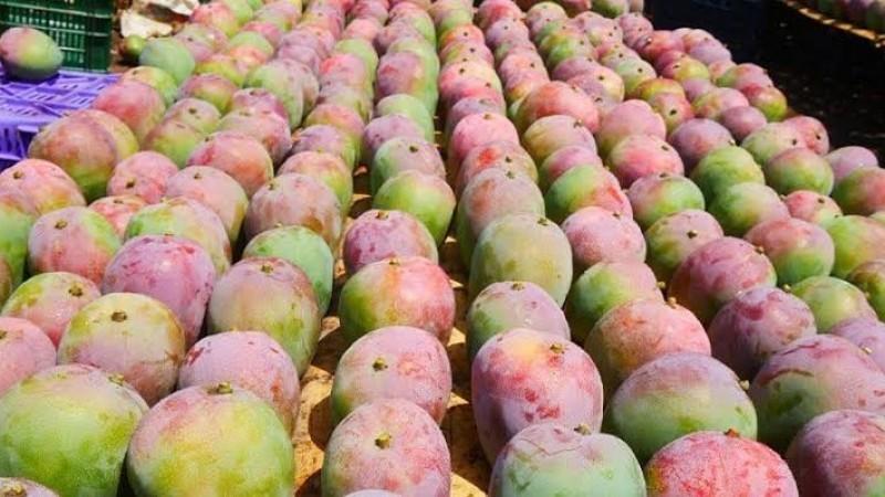A pesar de El Niño, Sunshine Export reporta más de 60% de floración en sus campos de mango