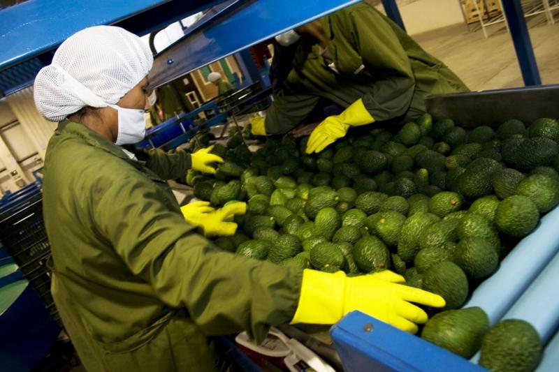 A pesar que las agroexportaciones no tradicionales siguen creciendo, su dinamismo es cada vez menor