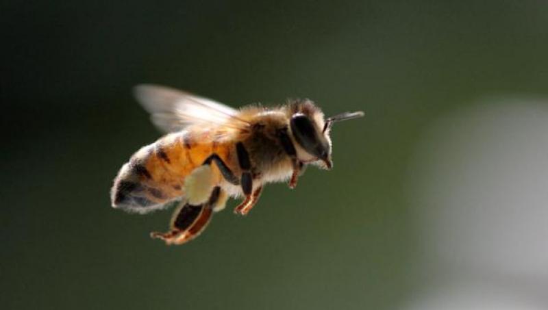 Abejas: el secreto para tener arándanos grandes y con crecimiento rápido