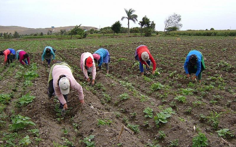 Actividades agropecuarias y pesqueras registran una tasa de informalidad de 97% en el interior del país