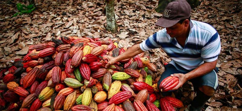 Actores de la cadena de cacao piden apoyo para afrontar actual crisis