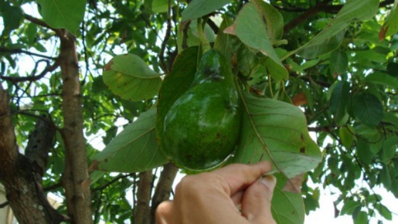 ADECUADO MANEJO DE CANOPIA EN PALTOS AUMENTA PRODUCTIVIDAD