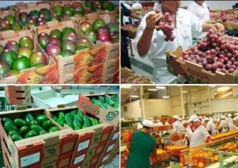 ADEX: Agroexportaciones peruanas sumaron US$ 2.363 millones en el primer semestre del año