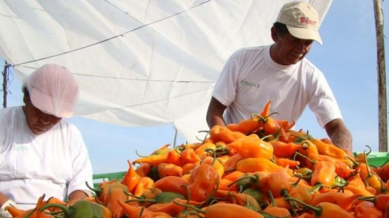 ADEX: Hay que poner en marcha una política de desarrollo integral del agro