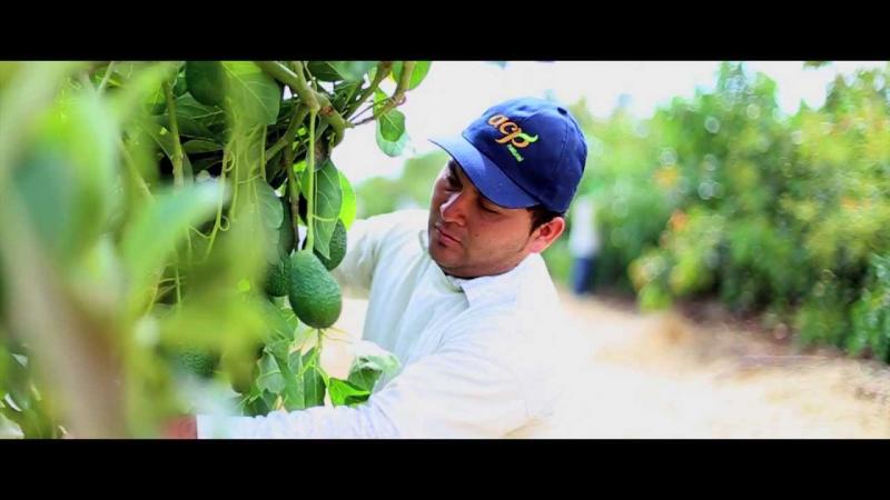 Agrícola Cerro Prieto triplicará su número de hectáreas sembradas