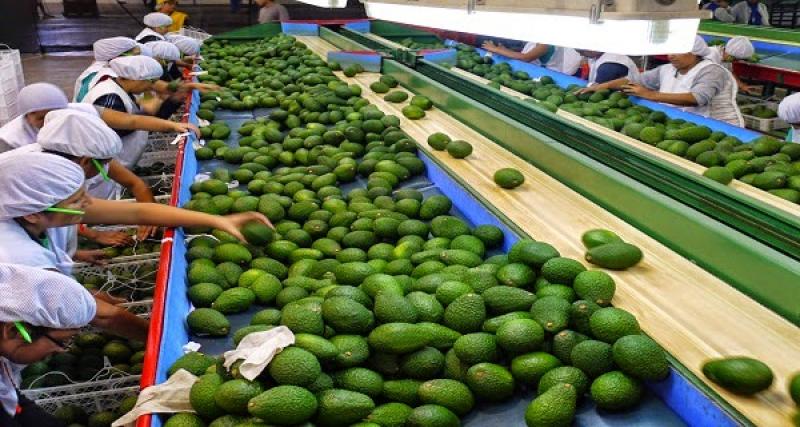 Agrícola Chapi exportará palta a Japón en 2017 y reforzará su presencia en Asia