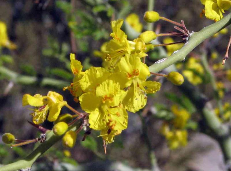 Agrícola Chapi reduce consumo de agua con cercos de especies nativas