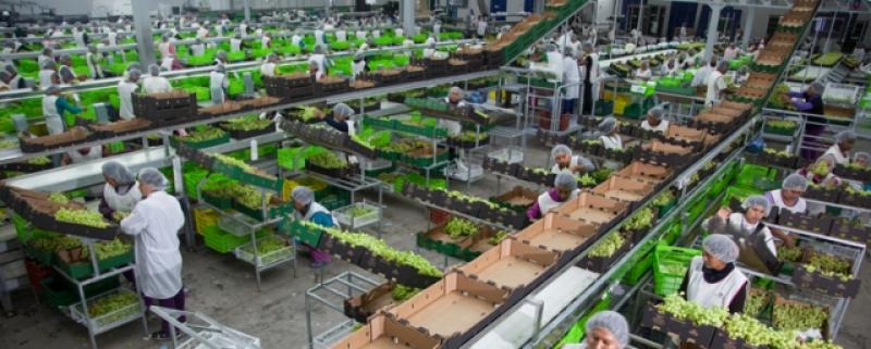 AGRÍCOLA DON RICARDO EXPORTARÍA CERCA DE 9.500 TONELADAS DE UVA ESTA CAMPAÑA