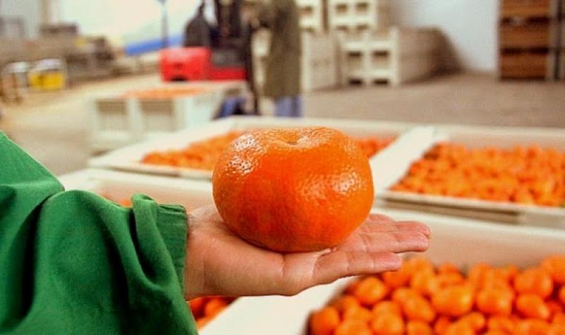 Agrícola Norsur proyecta exportar mil toneladas de mandarinas a China en 2017