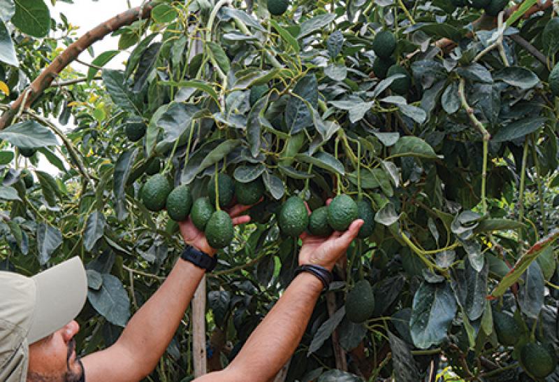 Agrícola Pampa Baja exportaría 13 mil toneladas de palta Hass este año