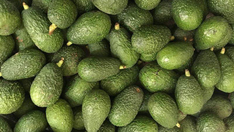 Agrícola Pampa Baja exportó 470 contenedores de palta este año