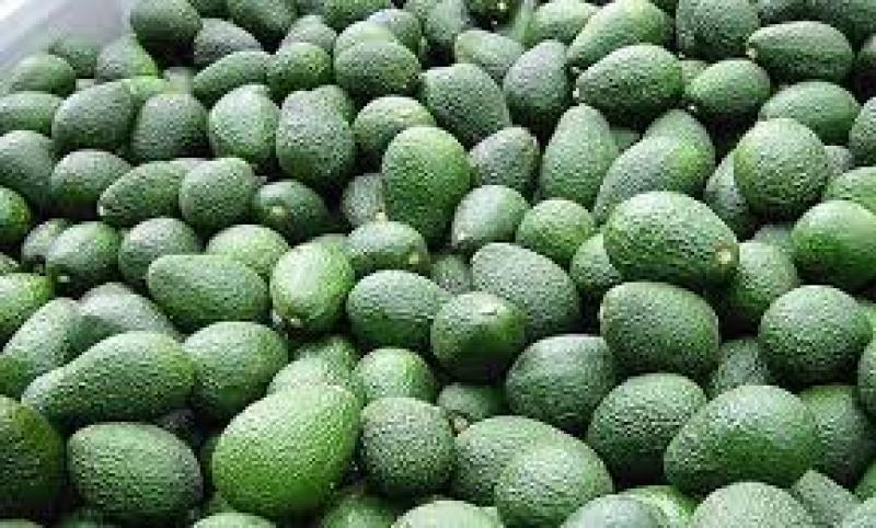 Agrícola Pampa Baja proyecta exportar entre 10.000 y 12.000 toneladas de palta Hass este año