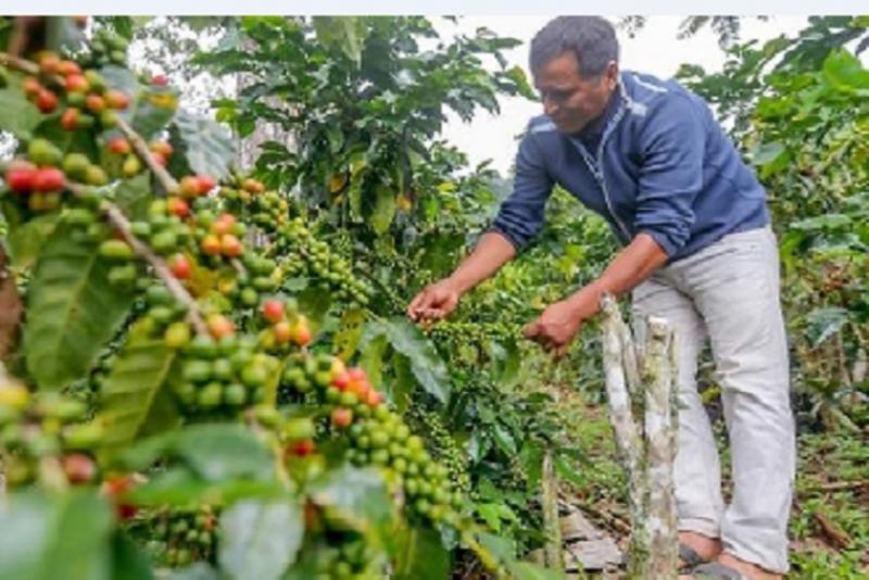 Agricultores cafetaleros piden aprobar plan para reactivar actividad