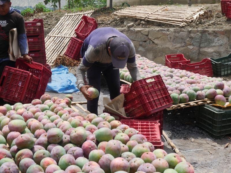 Agricultores de Casma venden mango a precios históricos