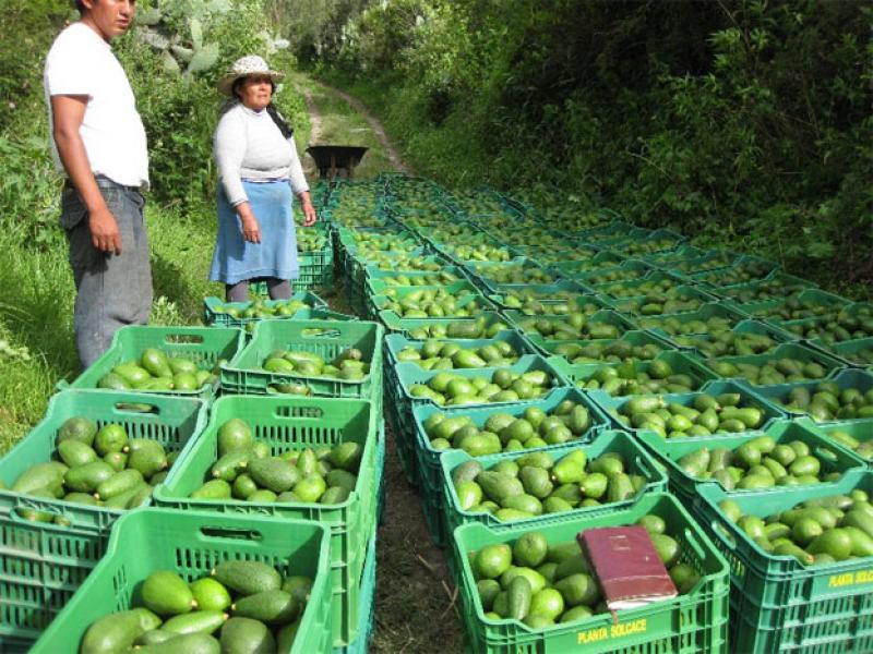 AGRICULTORES DE JUNÍN EXPORTARON PRIMER CONTENEDOR DE  PALTAS A EUROPA
