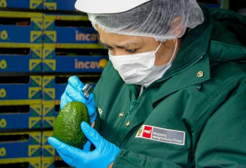 Agricultores de palta Hass de Áncash posicionan sus productos en mercados internacionales