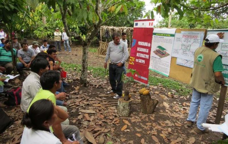 AGRICULTORES DEL VRAEM MEJORAN LA CALIDAD DE SUS CULTIVOS DE CACAO